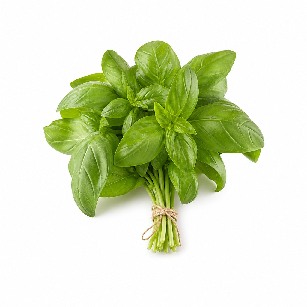 Basil