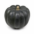 Black Squash