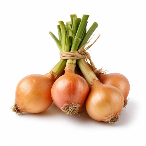 Cambray Onion