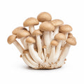 Mushrooms