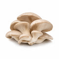 Oyster Mushrooms