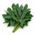 Chaya Leaves