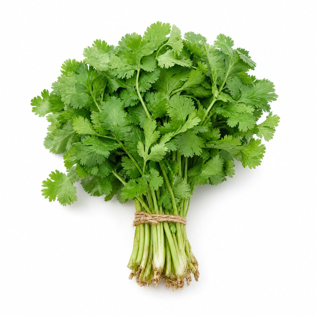 Cilantro