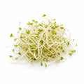 Alfalfa Sprouts