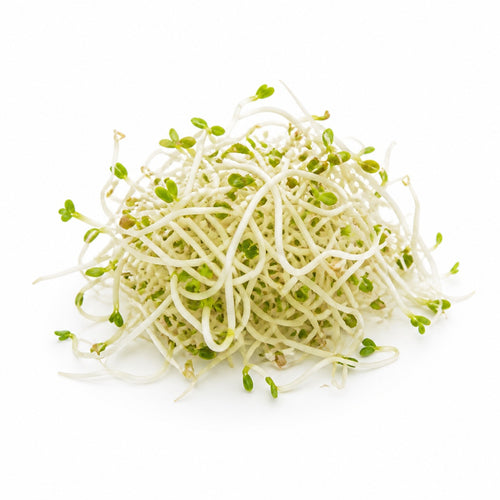 Alfalfa Sprouts