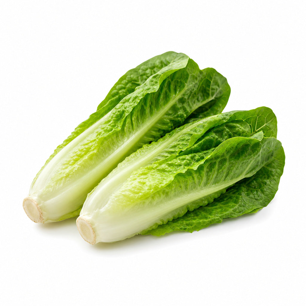 Baby Romaine Lettuce