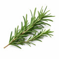 Rosemary