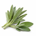 Sage