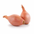 Shallot
