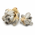 Huitlacoche