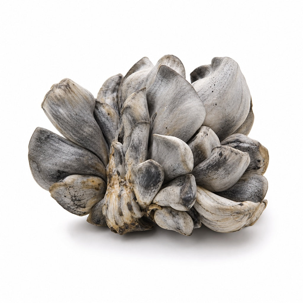 Huitlacoche Mushroom