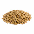 Natural Canary Seed