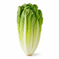 Long Lettuce