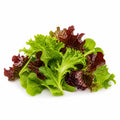 Mixed Lettuce