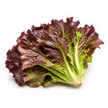 Sangria Lettuce