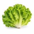 Green Lettuce