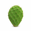Cactus Paddle with Thorns